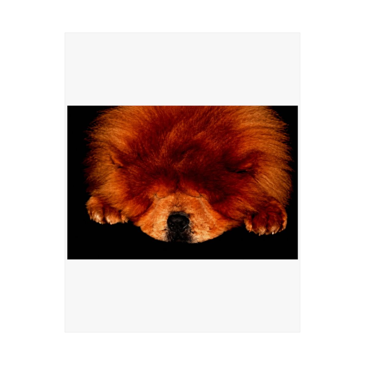 Sleeping Chow Chow wapcnm Poster