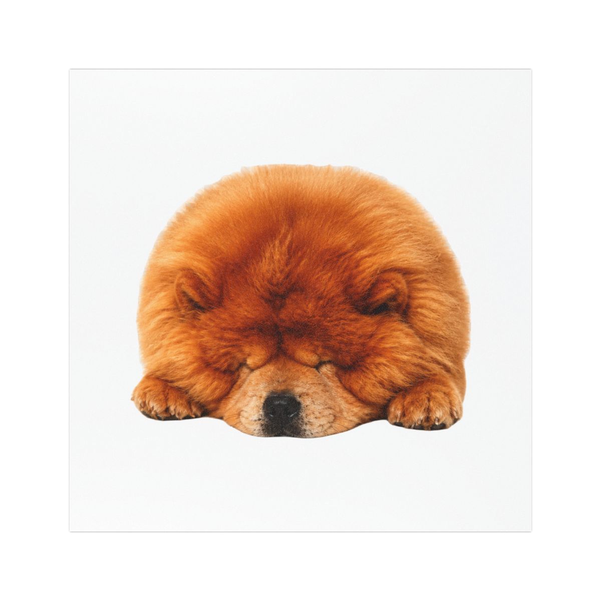 Sleeping Chow Chow cmcna Car Magnet